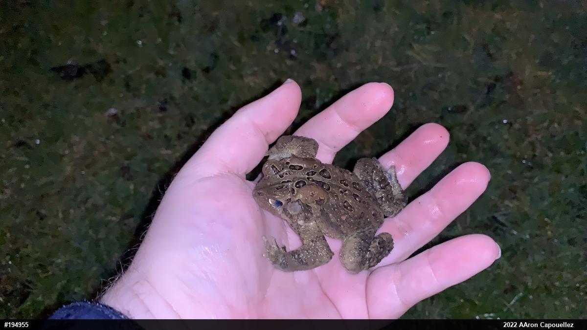 Eastern American Toad