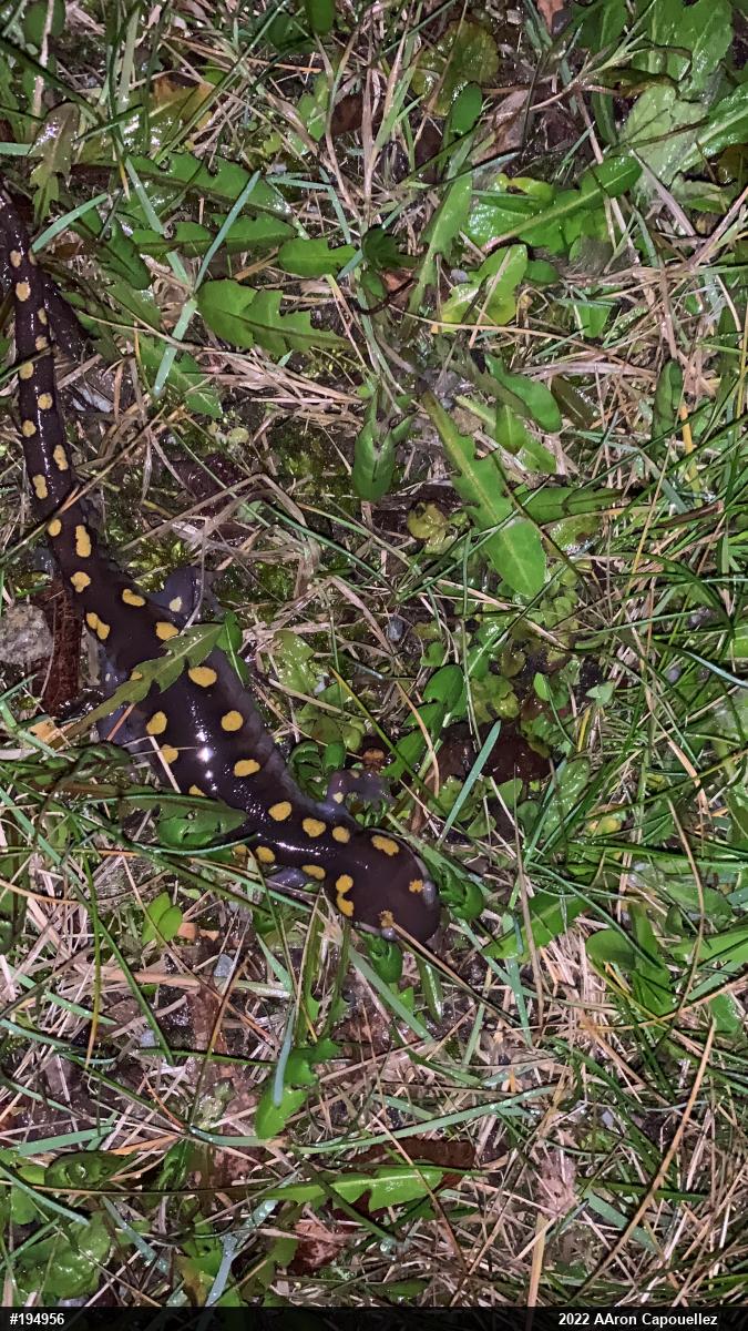 Spotted Salamander