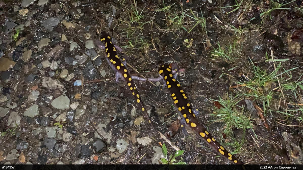 Spotted Salamander