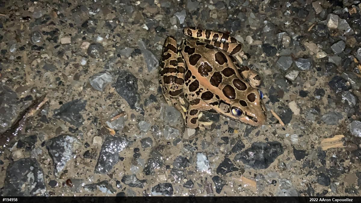 Pickerel Frog
