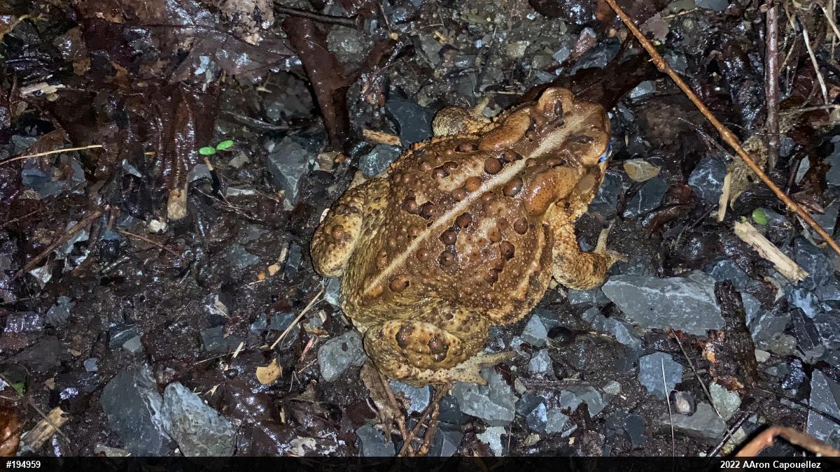 Eastern American Toad