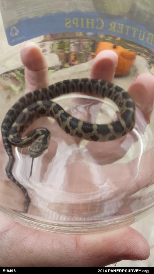 Eastern Ratsnake