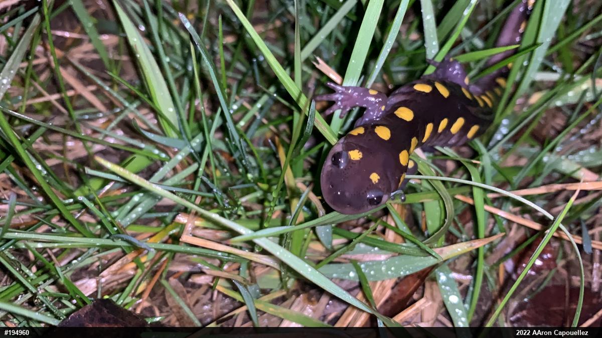Spotted Salamander