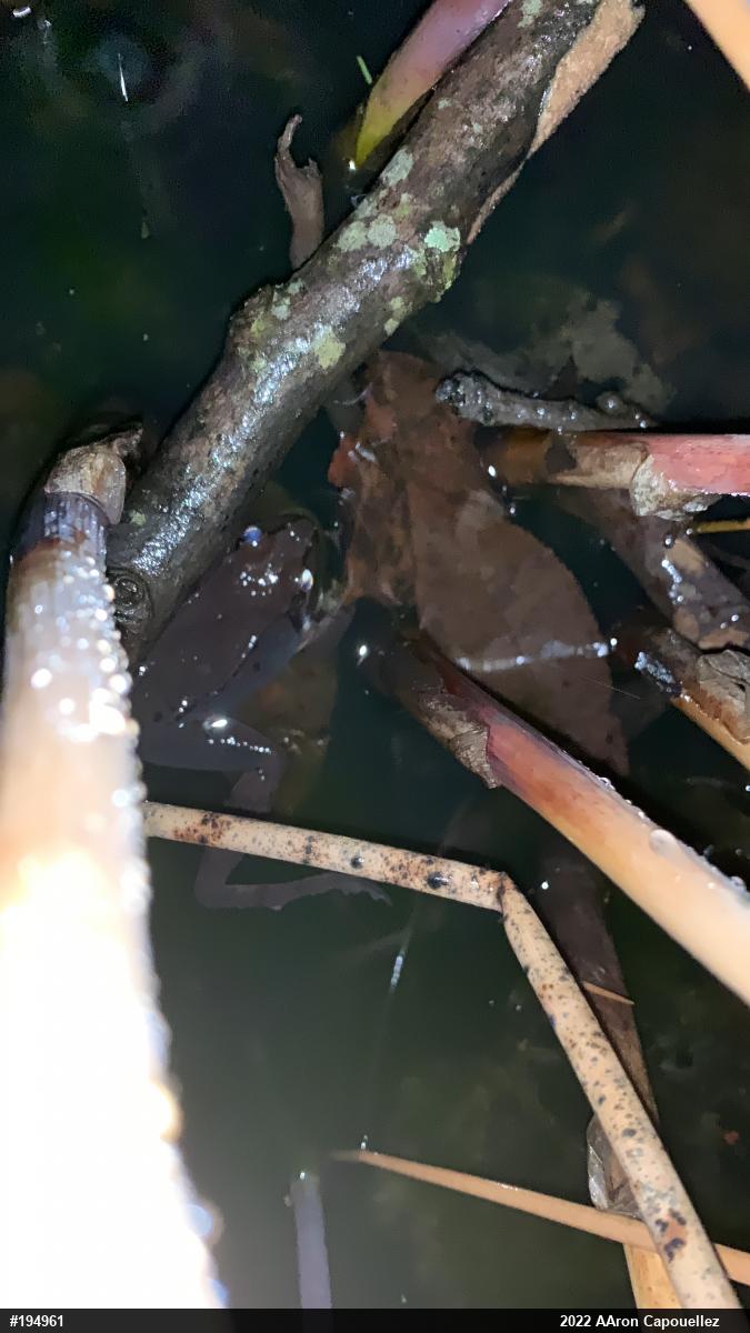 Wood Frog