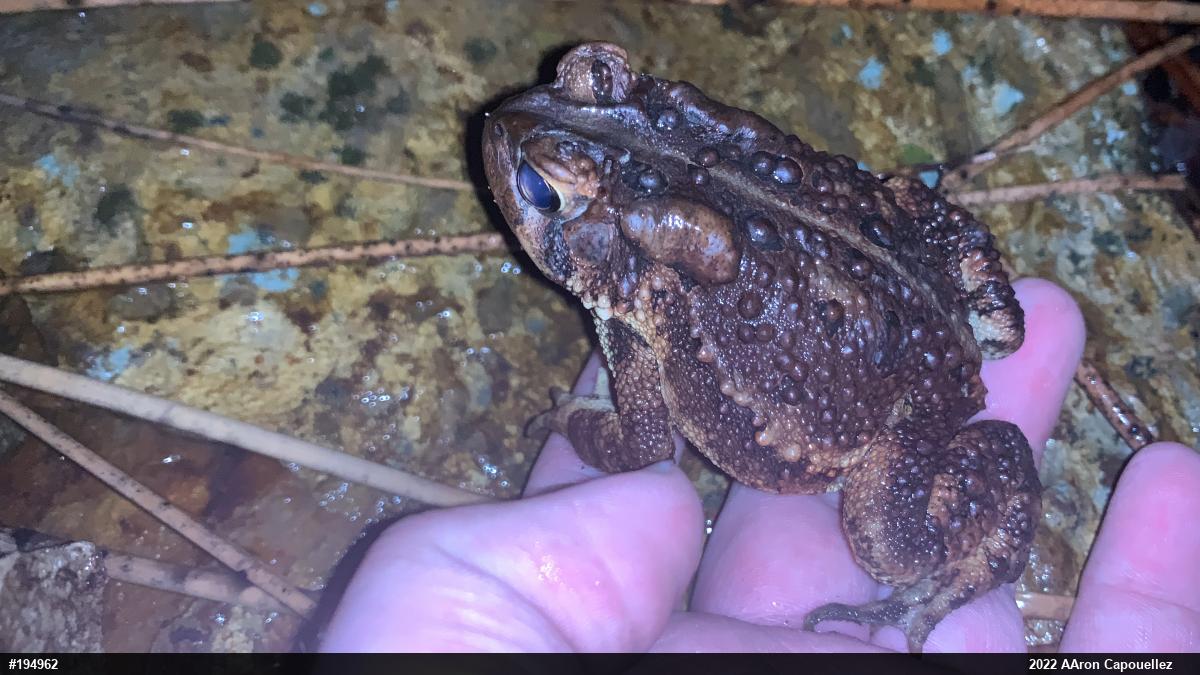 Eastern American Toad