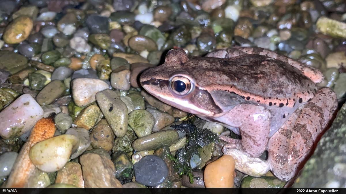 Wood Frog