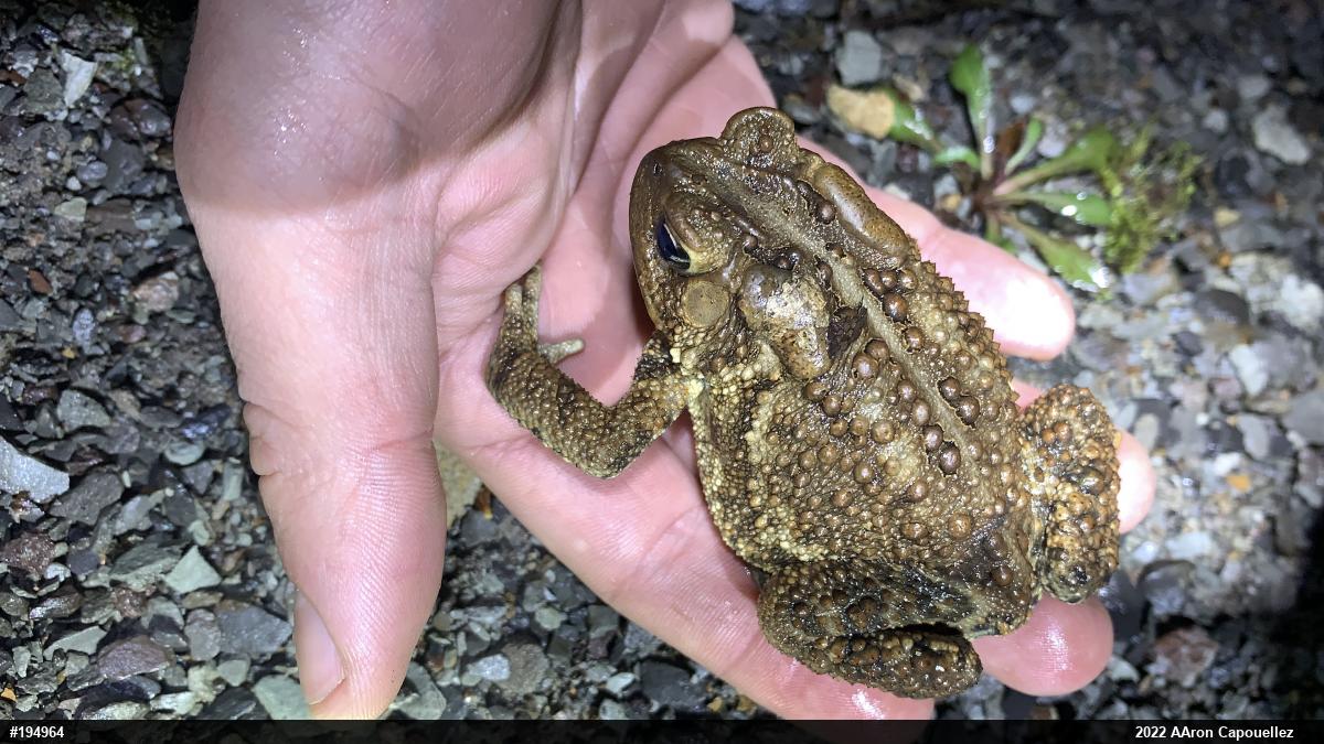 Eastern American Toad