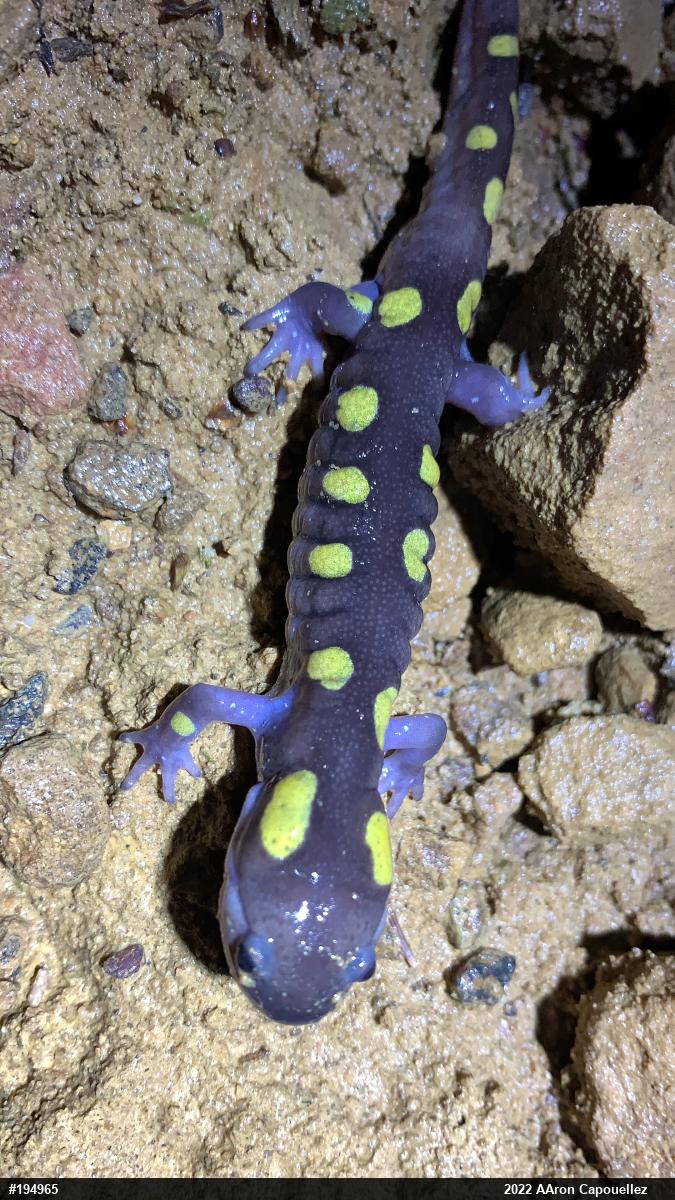 Spotted Salamander