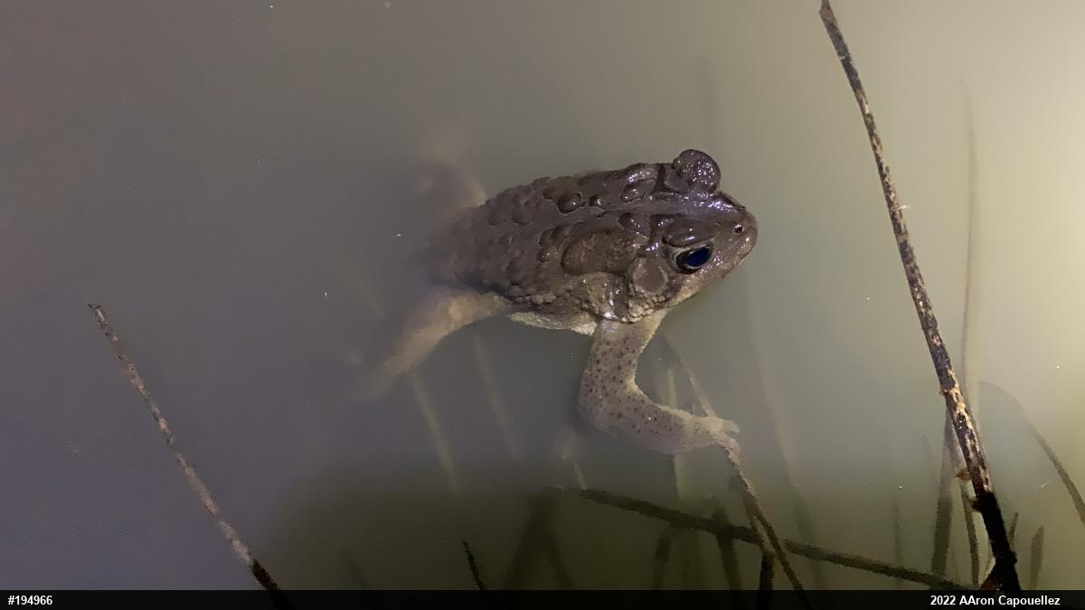 Eastern American Toad