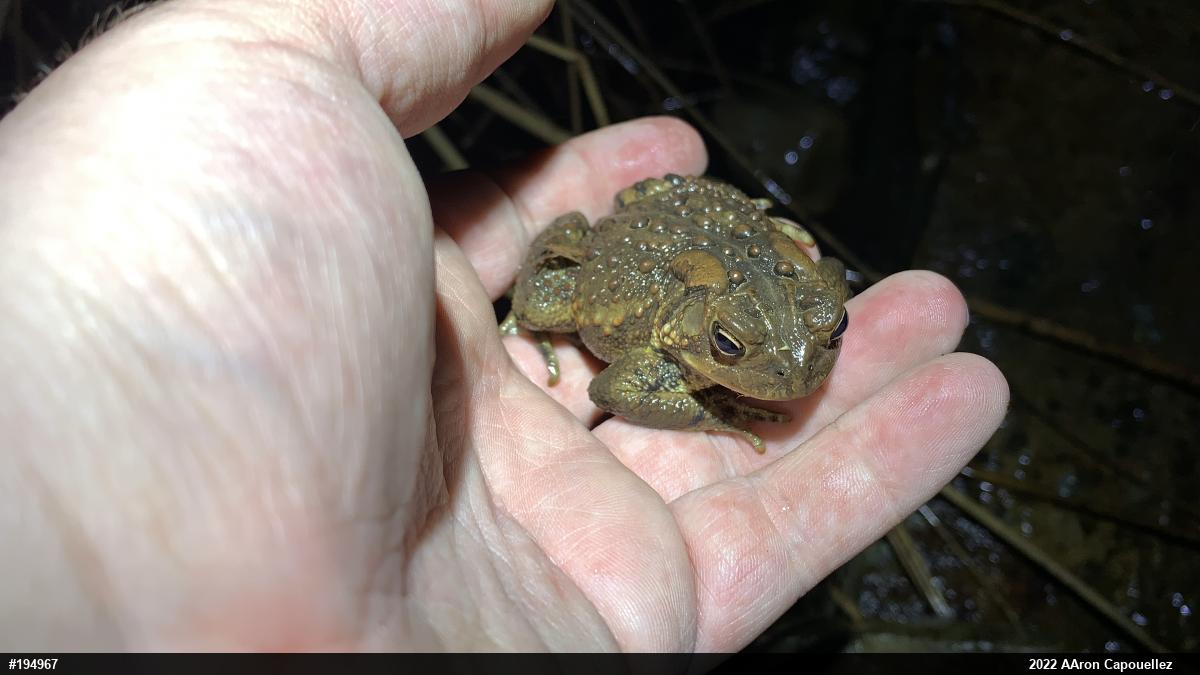 Eastern American Toad