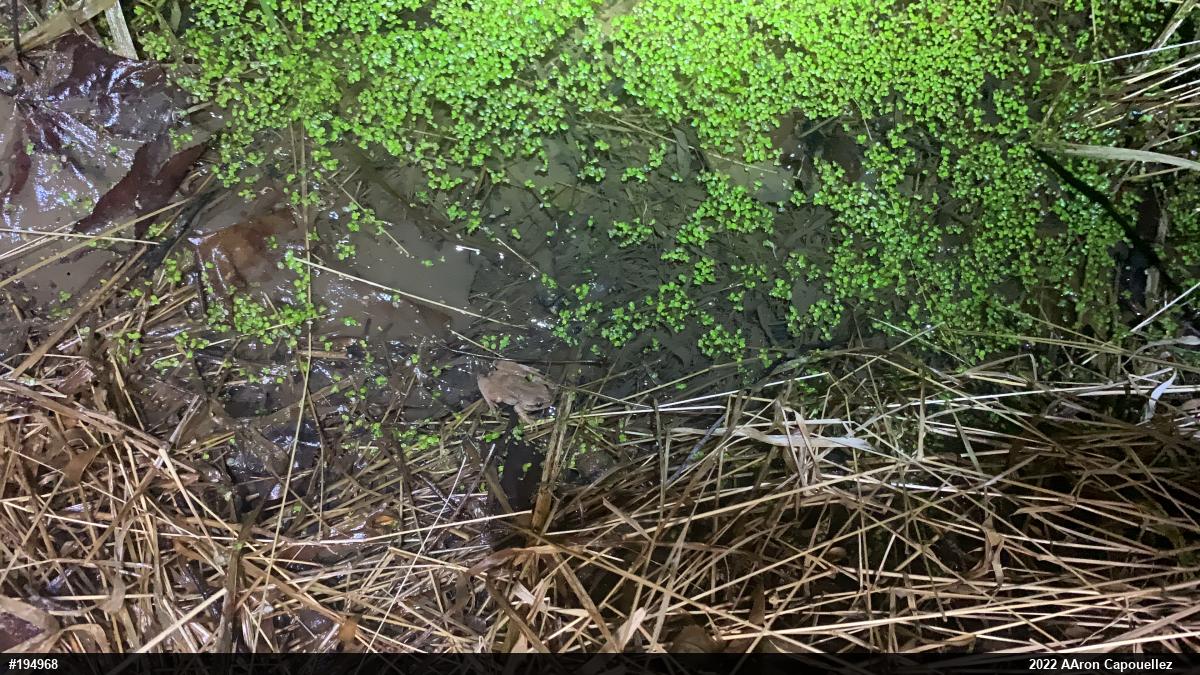 Spring Peeper