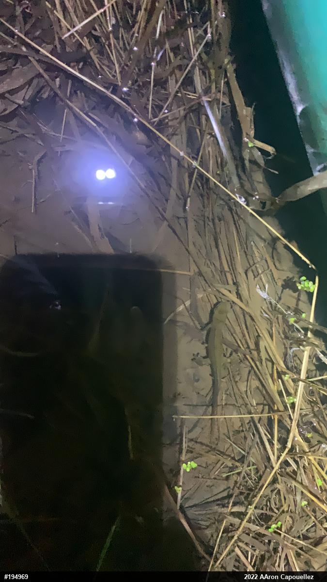 Red-spotted Newt