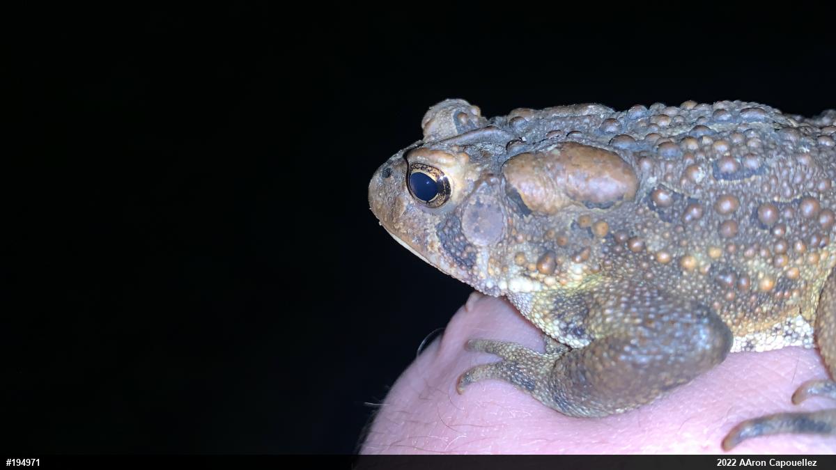 Eastern American Toad