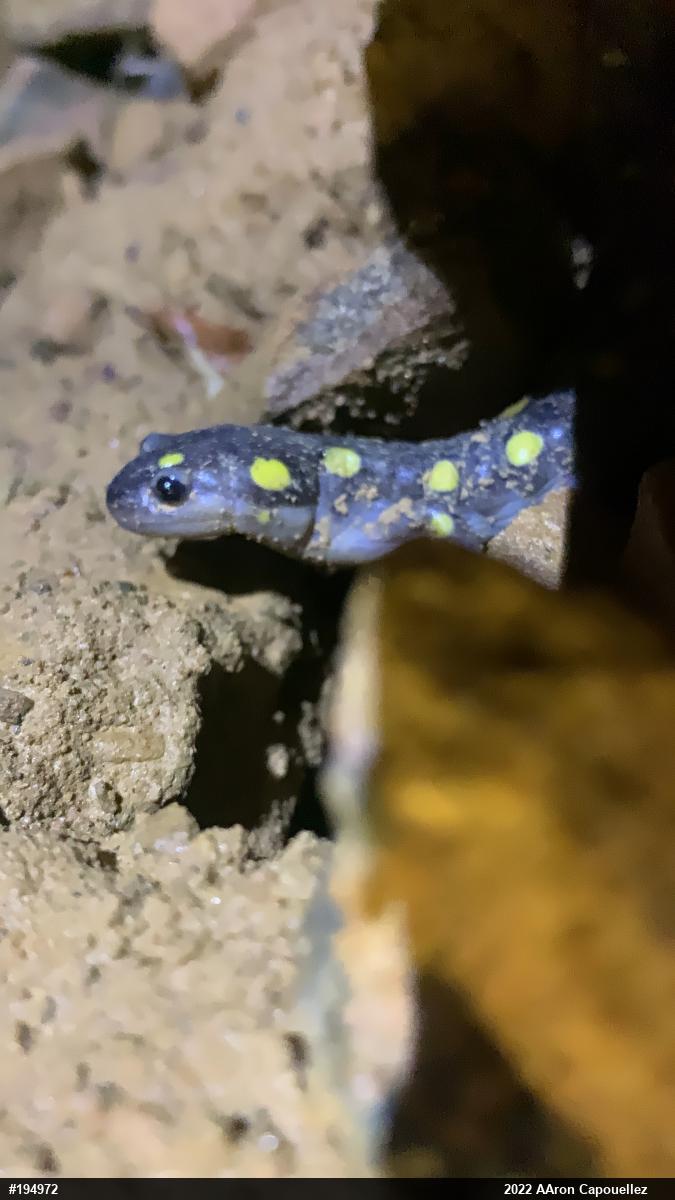 Spotted Salamander