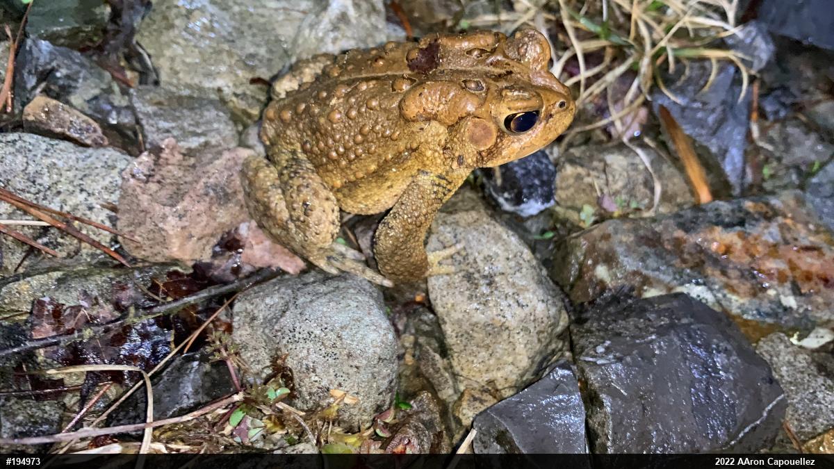 Eastern American Toad