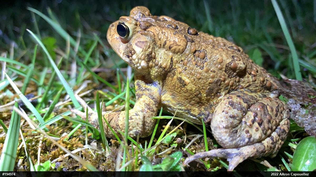 Eastern American Toad