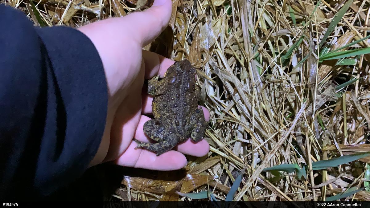 Eastern American Toad