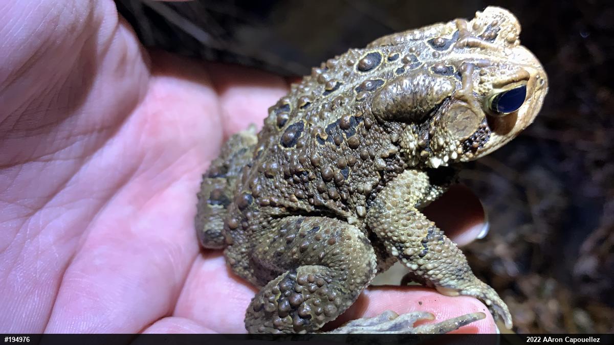Eastern American Toad