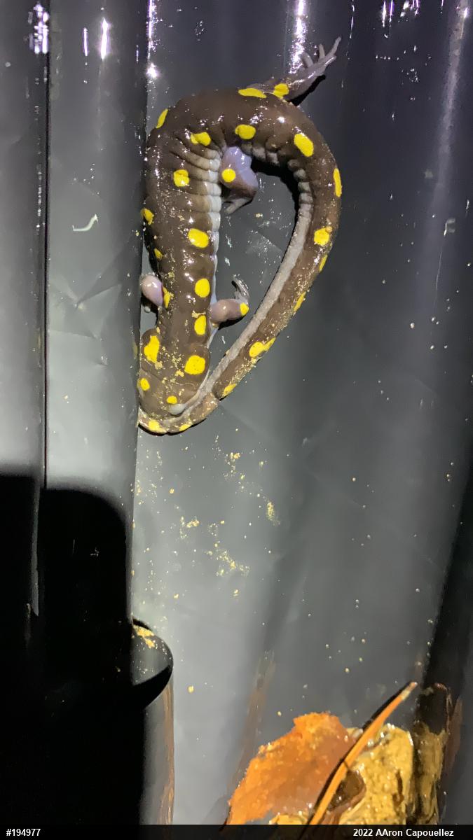 Spotted Salamander