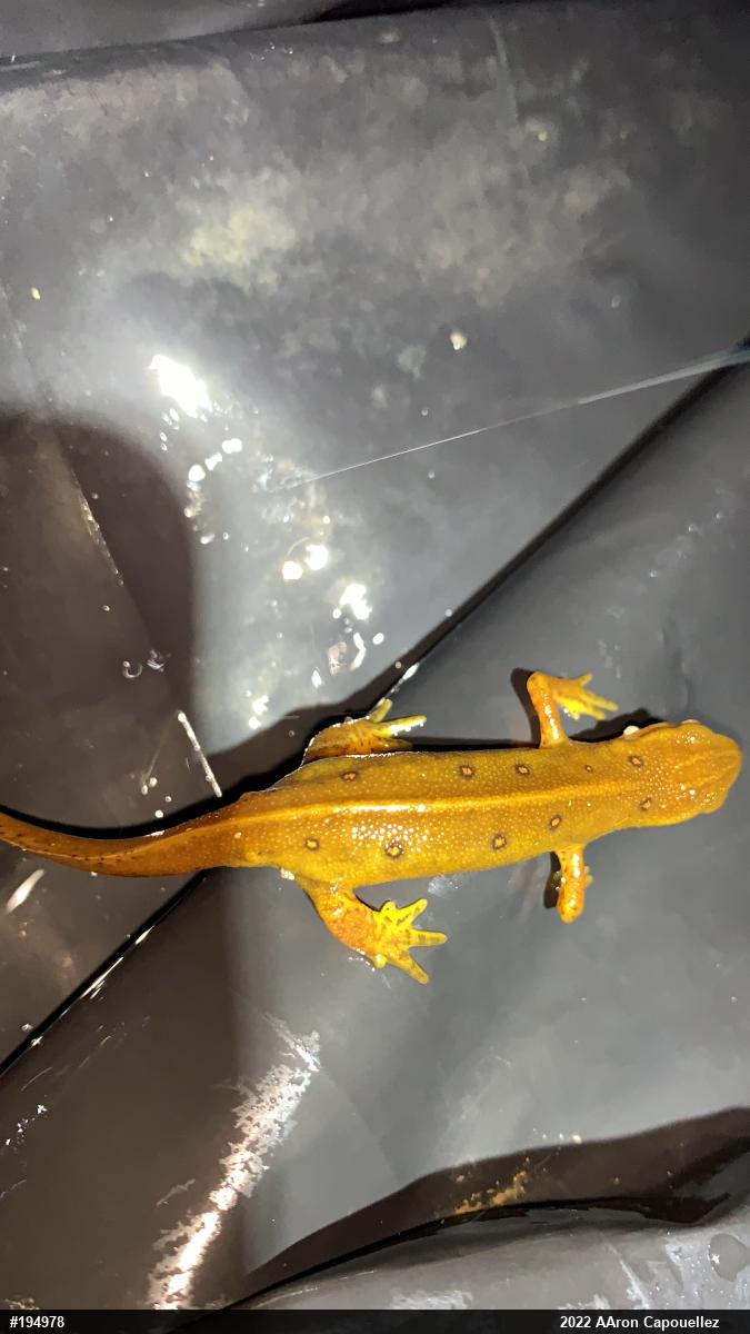 Red-spotted Newt
