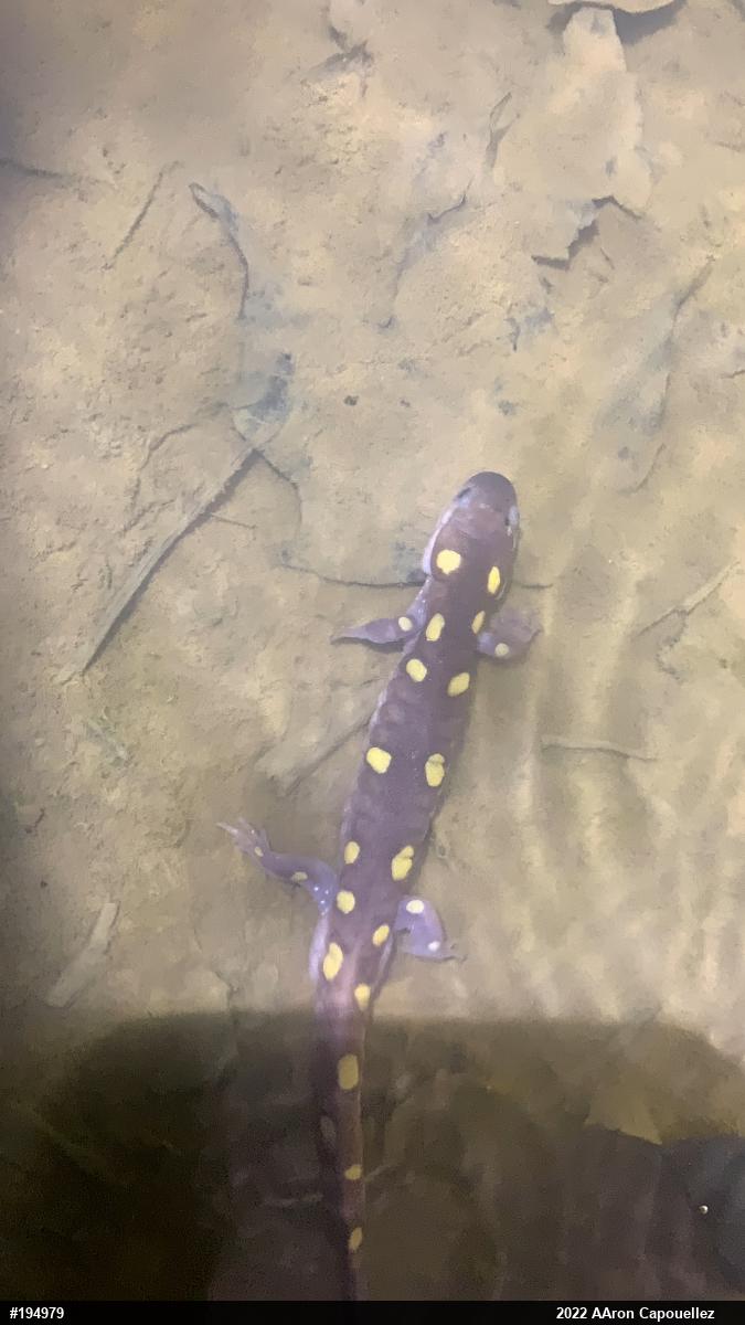 Spotted Salamander