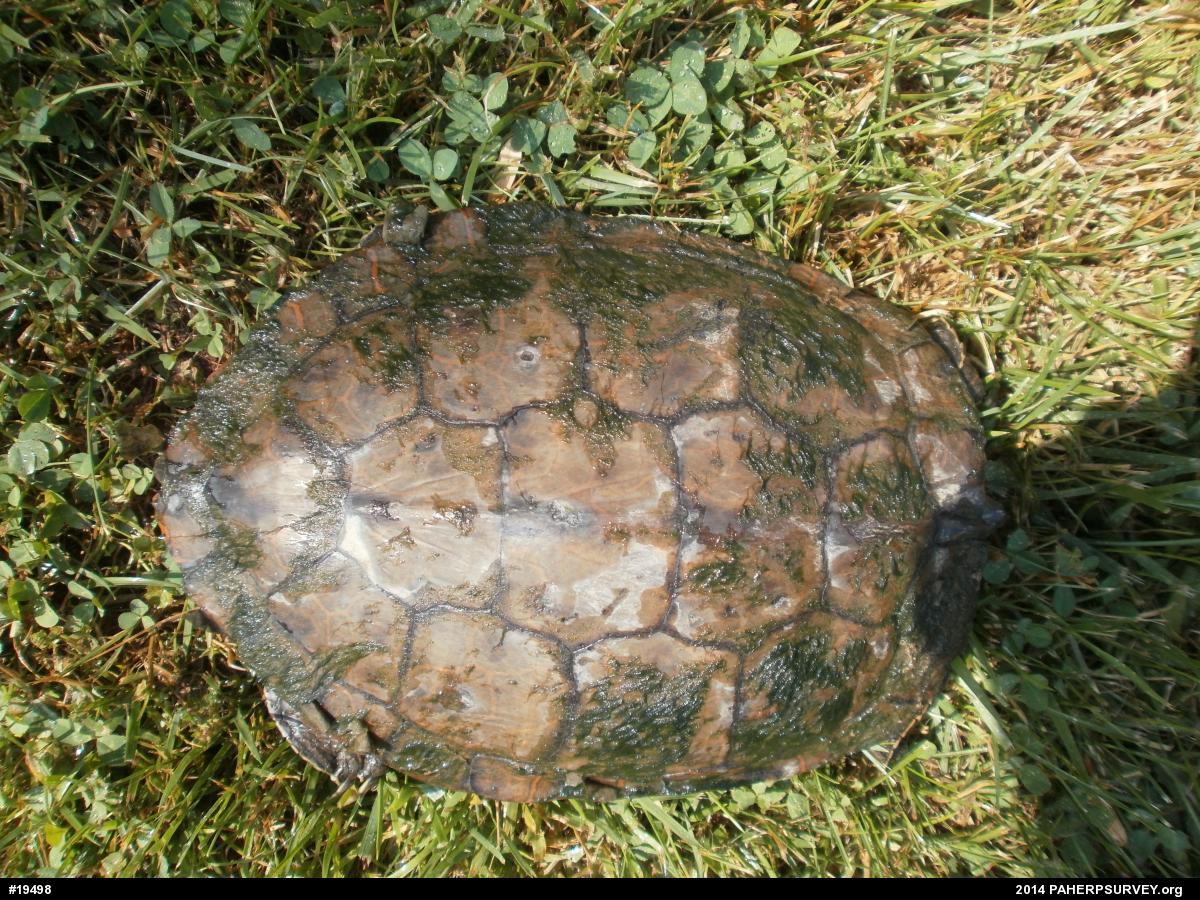 Northern Map Turtle