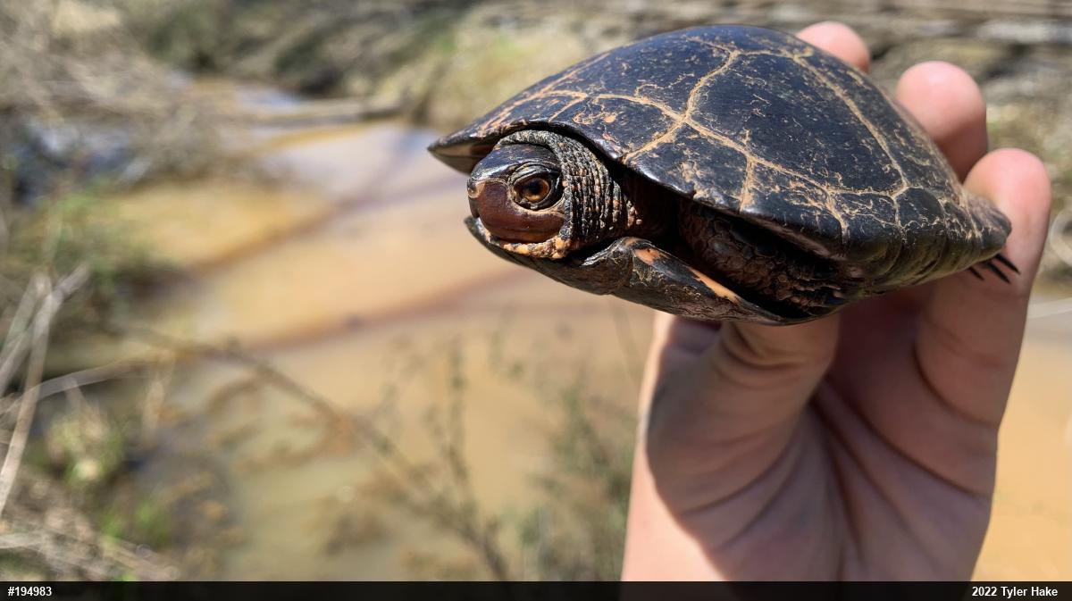 Spotted Turtle