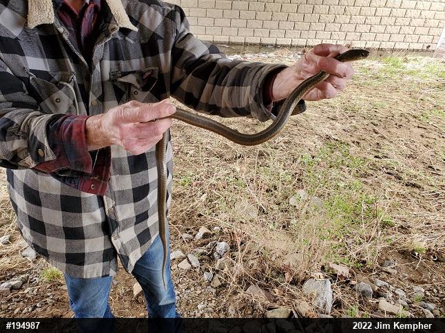 Eastern Gartersnake
