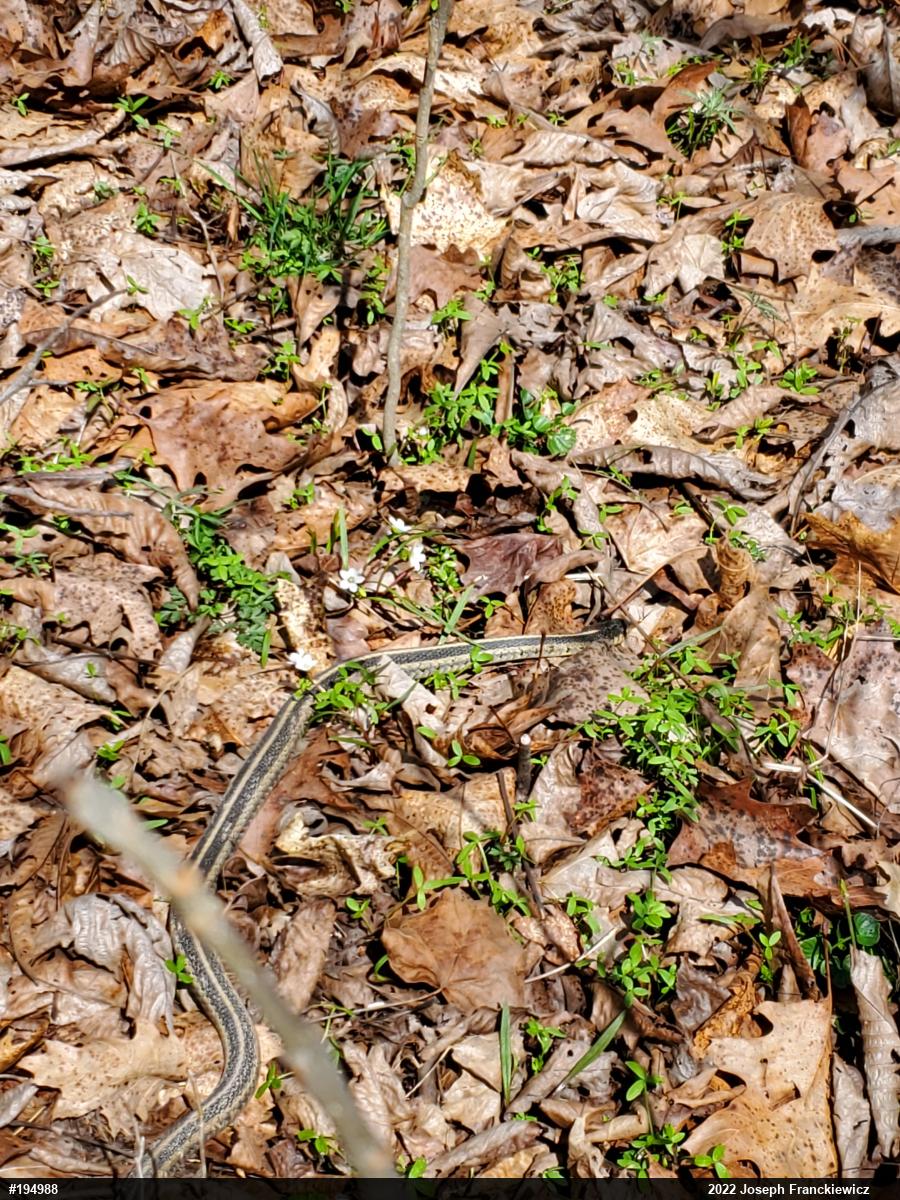 Eastern Gartersnake