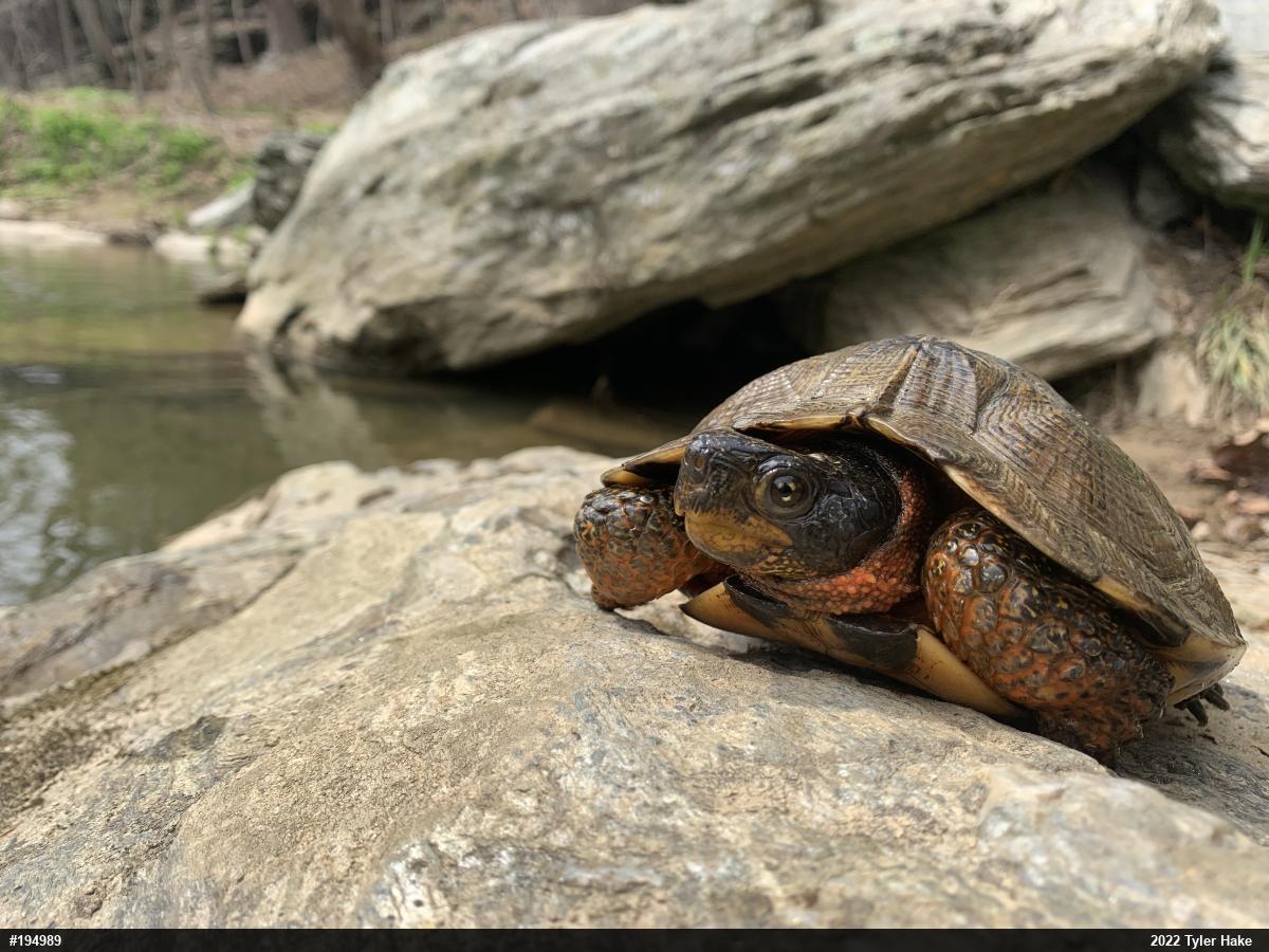 Wood Turtle