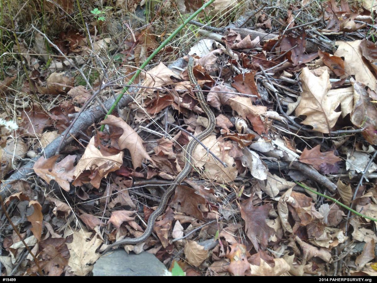 Eastern Gartersnake