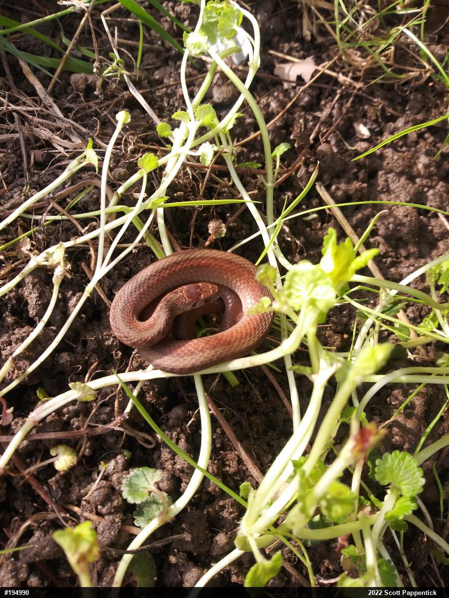 Dekay's Brownsnake