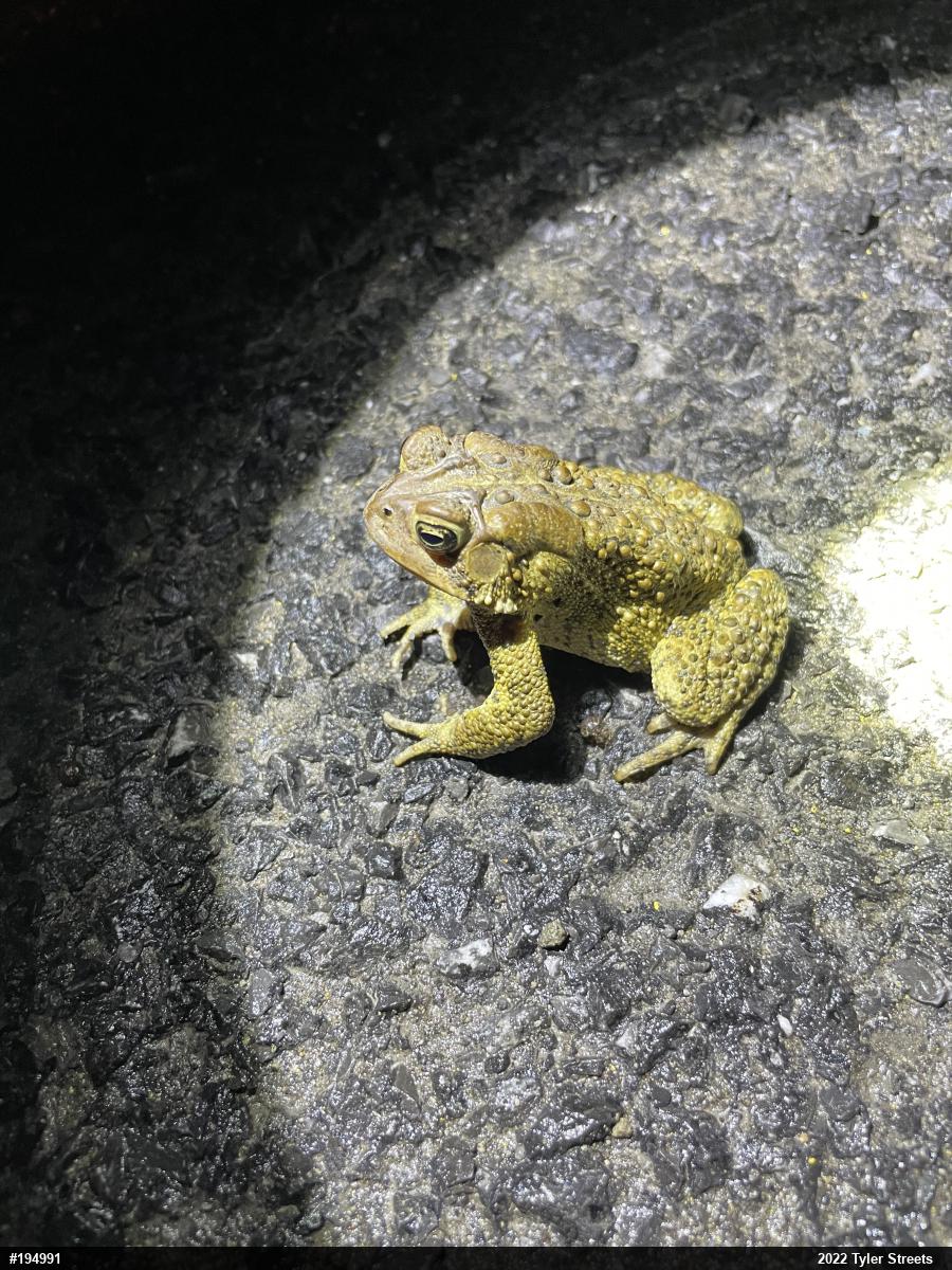 Eastern American Toad