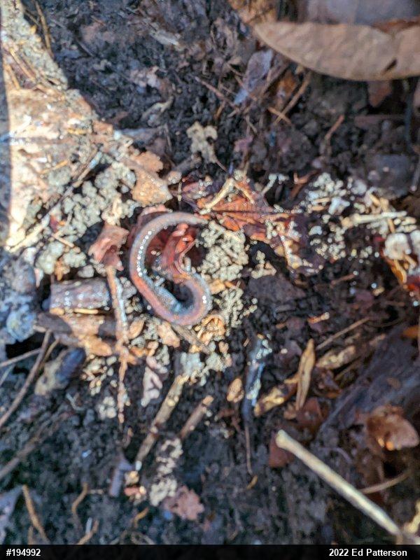 Eastern Red-backed  Salamander