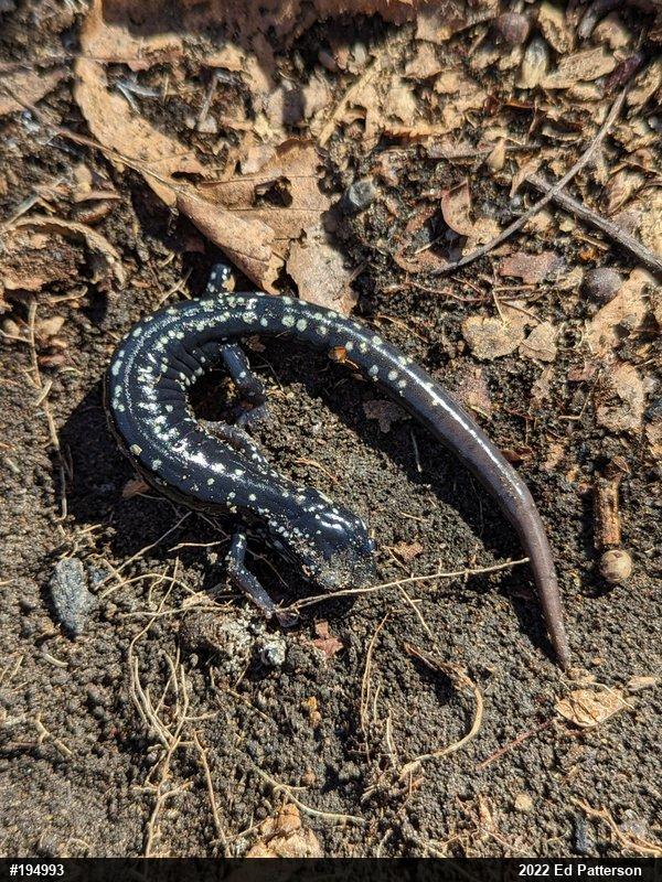 Northern Slimy Salamander