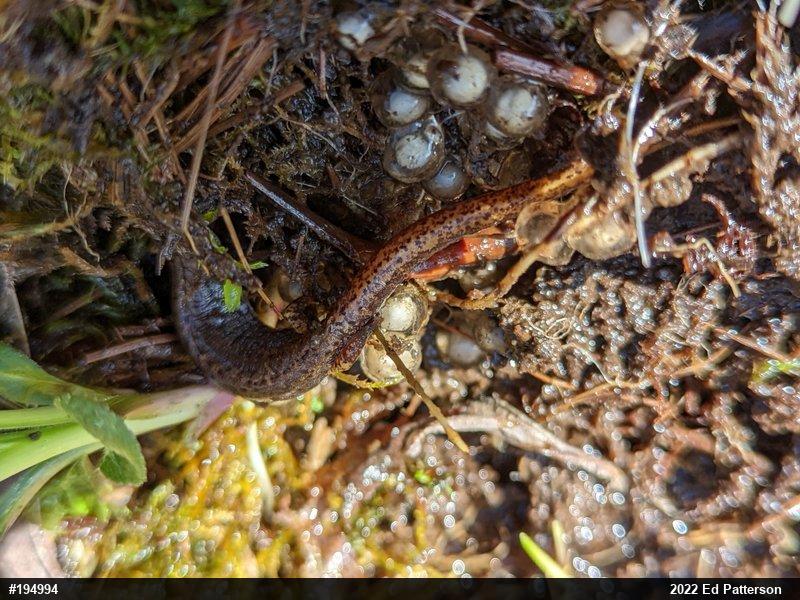 Four-toed Salamander