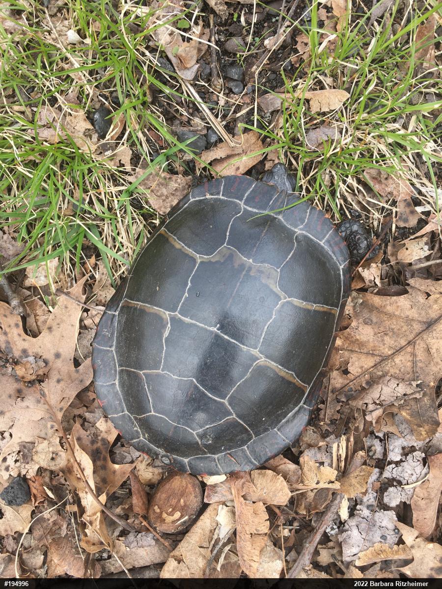 Eastern Painted Turtle
