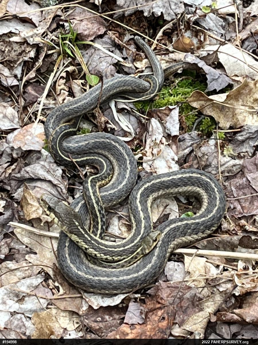 Eastern Gartersnake