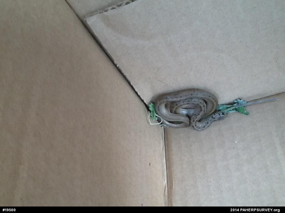 Dekay's Brownsnake