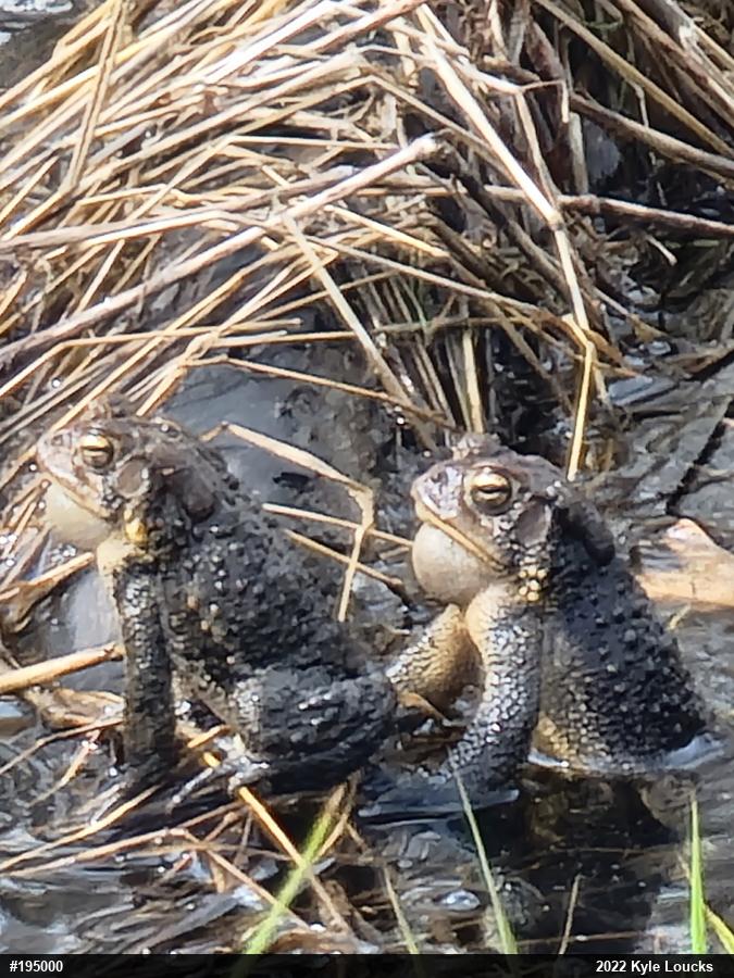 Eastern American Toad