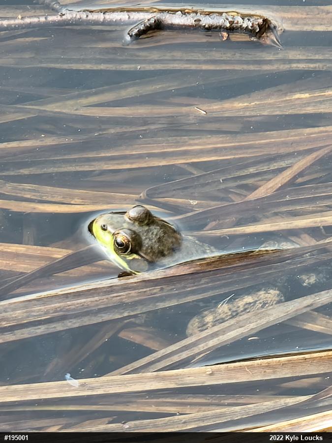 Green Frog