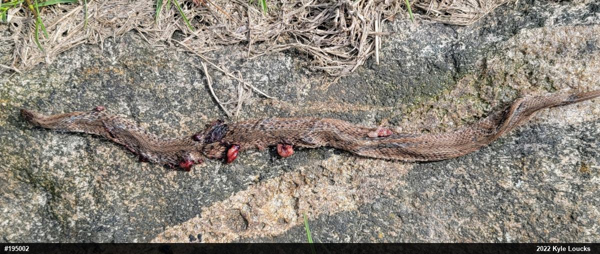 Dekay's Brownsnake