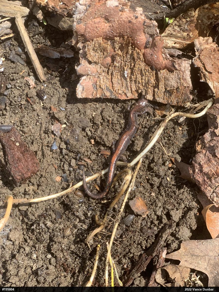 Eastern Red-backed  Salamander
