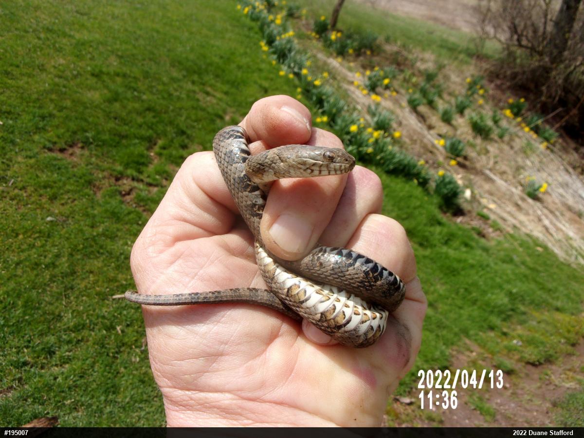 Northern Watersnake