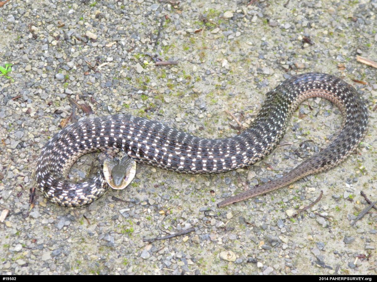 Eastern Gartersnake
