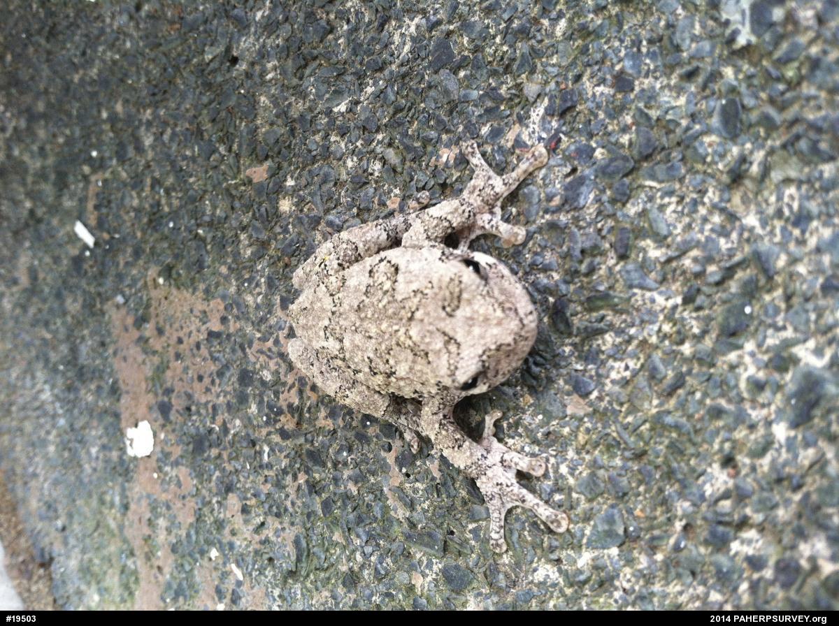 Gray Treefrog