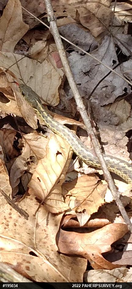 Eastern Gartersnake