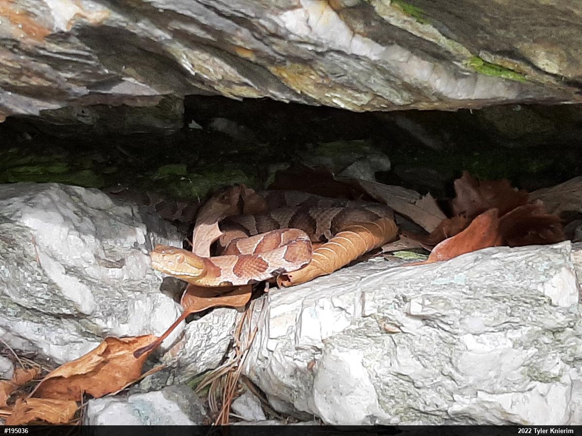 Northern Copperhead