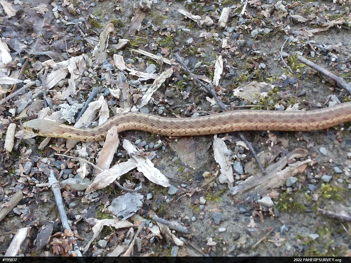Eastern Gartersnake
