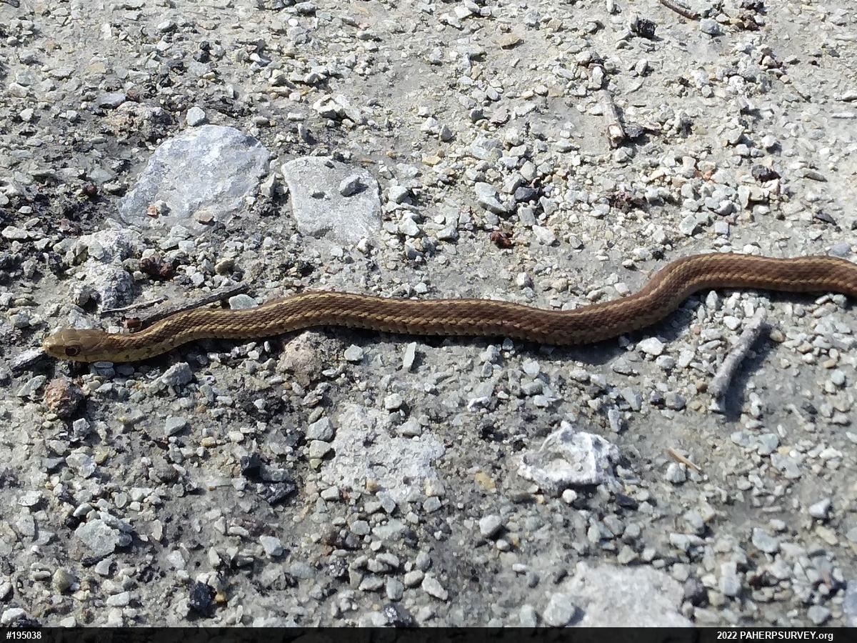 Eastern Gartersnake